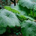 Okrasne Rastline Parasollblad, Shieldleaf Rogerja Cvet okrasna listnata, Astilboides-tabularis zelena fotografija