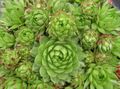 დეკორატიული მცენარეები Jovibarbahouseleek, ქათამი და ქათამი კაქტუსი ღია მწვანე სურათი