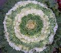 დეკორატიული მცენარეები აყვავებული კომბოსტო, დეკორატიული Kale, Collard, Cole, Brassica oleracea თეთრი სურათი