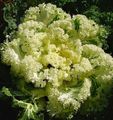 Dekorativa Växter Blommande Kål, Prydnads Grönkål, Collard, Cole dekorativbladiga, Brassica oleracea gul Fil