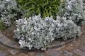 Süs Bitkileri Tozlu Miller, Gümüş Ragwort yapraklı süs, Cineraria-maritima simli fotoğraf