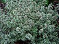 skraut plöntur Sítróna Timian ferskt ornamentals, Thymus-citriodorus multicolor mynd