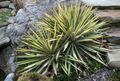 Süs Bitkileri Adam'ın Iğne, Spoonleaf Yuka, Iğne-Palm yapraklı süs, Yucca filamentosa çok renkli fotoğraf