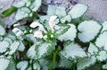 観賞植物 オドリコソウ、スポッティングオドリコソウ 緑豊かな観葉植物, Lamium-maculatum ホワイト フォト