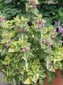 Dekoratívne rastliny Mŕtvy Žihľava, Všimol Mŕtva Žihľava dekoratívne a listnaté, Lamium-maculatum pestrofarebný fotografie