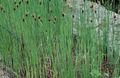  Bredbladet Cattail, Dunhammer, Cossack Asparges, Flag, Reed Mace, Dværg Cattail, Yndefuld Cattail vandplanter, Typha grøn Foto