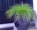  Fibre Optique Herbe, Marais Salants Scirpe les plantes de l'eau, Isolepis cernua, Scirpus cernuus vert Photo
