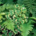 Dekoracyjne Rośliny Hauttyuyniya dekoracyjny-liście, Houttuynia barwny zdjęcie