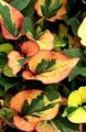  Hameleons Augs lapu dekoratīvie augi, Houttuynia zaļš Foto