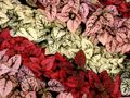 punainen Koristelehtikasvit Polka Dot Kasvi, Pisama Kasvot kuva ja ominaisuudet