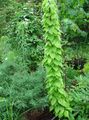 zelena Okrasna Listnata Dioscorea Caucasica fotografija in značilnosti