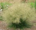 Tűzött Hairgrass (Golden Hairgrass)