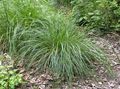Dekoratyviniai Augalai Kuoduotųjų Hairgrass (Aukso Hairgrass) javai, Deschampsia caespitosa šviesiai žalia Nuotrauka