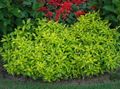 Dekorativa Växter Alternanthera dekorativbladiga ljus-grön Fil