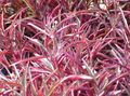 Dekorative Pflanzen Alternanthera dekorative-laub rot Foto