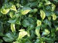 Dekorative Pflanzen Alternanthera dekorative-laub weiß Foto