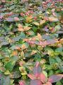 sokszínű Leveles Dísznövények Alternanthera fénykép és jellemzők