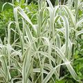 Okrasne Rastline Velikan Reed žito, Arundo Donax različnih barv fotografija