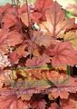 Okrasne Rastline Heucherella, Penastih Zvonovi okrasna listnata rdeča fotografija