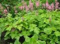 roheline Lehtköögiviljad Ilutaimed Heucherella, Vahutav Kellad Foto ja omadused