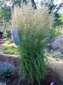 Dekoratiivtaimede Sulgedest Reed Rohi, Triibuline Sulgedest Reed teravilja, Calamagrostis roheline Foto