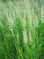 Koristekasvit Sulka Reed Ruoho, Raidallinen Sulka Reed viljat, Calamagrostis vihreä kuva