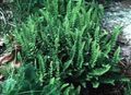 Dekorative Pflanzen Woodsia farne grün Foto