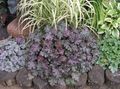 violetti Koristelehtikasvit Heuchera, Koralli Kukka, Koralli Kelloja, Alumroot kuva ja ominaisuudet