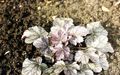 Dekoratyviniai Augalai Heuchera, Koralų Gėlė, Koralų Varpai, Alumroot lapinės dekoratyviniai augalai sidabrinis Nuotrauka