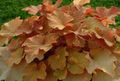 Dekoracyjne Rośliny Żurawka dekoracyjny-liście, Heuchera brązowy zdjęcie