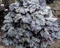 Dekorativa Växter Heuchera, Korall Blomma, Korall Klockor, Alumroot dekorativbladiga brokiga Fil