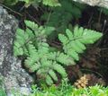 Dekoratīvie Augi Kaļķakmens Ozols Papardes, Aromātisks Ozols Papardes, Gymnocarpium zaļš Foto