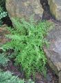 დეკორატიული მცენარეები თივა სურნელოვანი Fern გვიმრები, Dennstaedtia მწვანე სურათი
