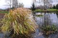 Dekoracyjne Rośliny Tsitsaniya Wody (Dziki Ryż) zboża, Zizania aquatica jasno-zielony zdjęcie