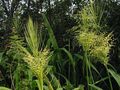 Okrasne Rastline Severni Divji Riž žito, Zizania aquatica svetlo-zelena fotografija