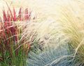 Dekoratívne rastliny Cogon Tráva, Satintail, Japonská Krv Tráva traviny, Imperata cylindrica červená fotografie