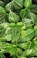 Декоративни растения Bloodleaf, Пилешки Воденички декоративни листни, Iresine зелен снимка