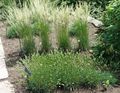 Ornamental Plants Glaucous Hair-Grass, Large Blue June Grass, Large Blue Hair Grass cereals, Koeleria green Photo