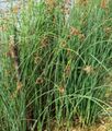  真正的芦苇 水生植物, Scirpus lacustris 绿 照