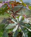 bordó Leveles Dísznövények Ricinus, Ricinusolaj Növény, Mol Bab, Higuera Pokoli fénykép és jellemzők
