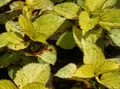 Διακοσμητικά φυτά Coleus, Φλόγα Τσουκνίδα, Ζωγραφισμένα Τσουκνίδα διακοσμητικό-φυλλοβόλα κίτρινος φωτογραφία