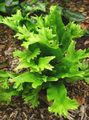 Украсне Биљке Харт Језик Папрат папрати, Phyllitis scolopendrium зелен фотографија