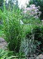 Plantas Ornamentais Eulália, Grama Novo, Grama Zebra, Silvergrass Chinês cereais, Miscanthus sinensis multicolorido foto