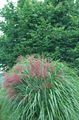 Dekorative Pflanzen Eulalia, Geburts Gras, Zebragras, Chinaschilf getreide, Miscanthus sinensis grün Foto