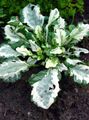 Dekorativa Växter Signalhorn, Bugleweed, Matta Hornet dekorativbladiga, Ajuga brokiga Fil