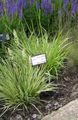 観賞植物 紫色の湿原の草 コーンフレーク, Molinia caerulea 緑色 フォト