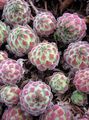Dekorative Pflanzen Hauswurz sukkulenten, Sempervivum mannigfaltig Foto