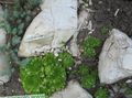 Dekoratiivtaimede Houseleek sukulendid, Sempervivum roheline Foto