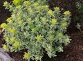Dekoratiivtaimede Padi Harilik Näsiniin lehtköögiviljad ilutaimed, Euphorbia polychroma kollane Foto