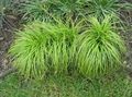 Dekoratívne rastliny Carex traviny zelená fotografie